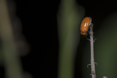 Coptocephala pallens