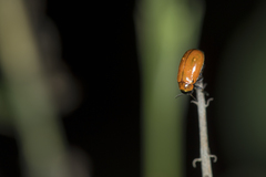 Coptocephala pallens