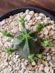 Euphorbia pseudoglobosa