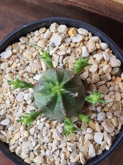 Euphorbia pseudoglobosa