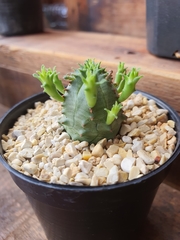 Euphorbia pseudoglobosa