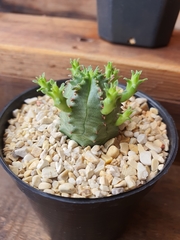Euphorbia pseudoglobosa