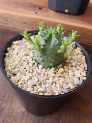 Euphorbia pseudoglobosa