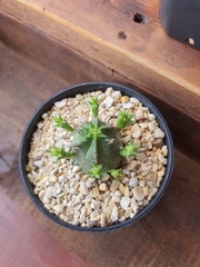 Euphorbia pseudoglobosa