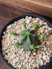 Euphorbia pseudoglobosa