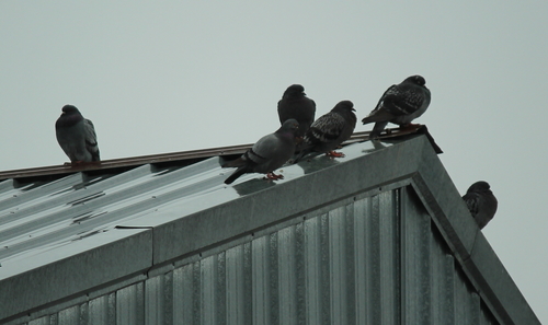 Feral Pigeon photographed in Arkansas