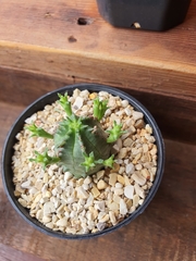 Euphorbia pseudoglobosa