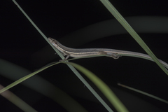 Takydromus formosanus