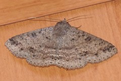 Ericeia sobria