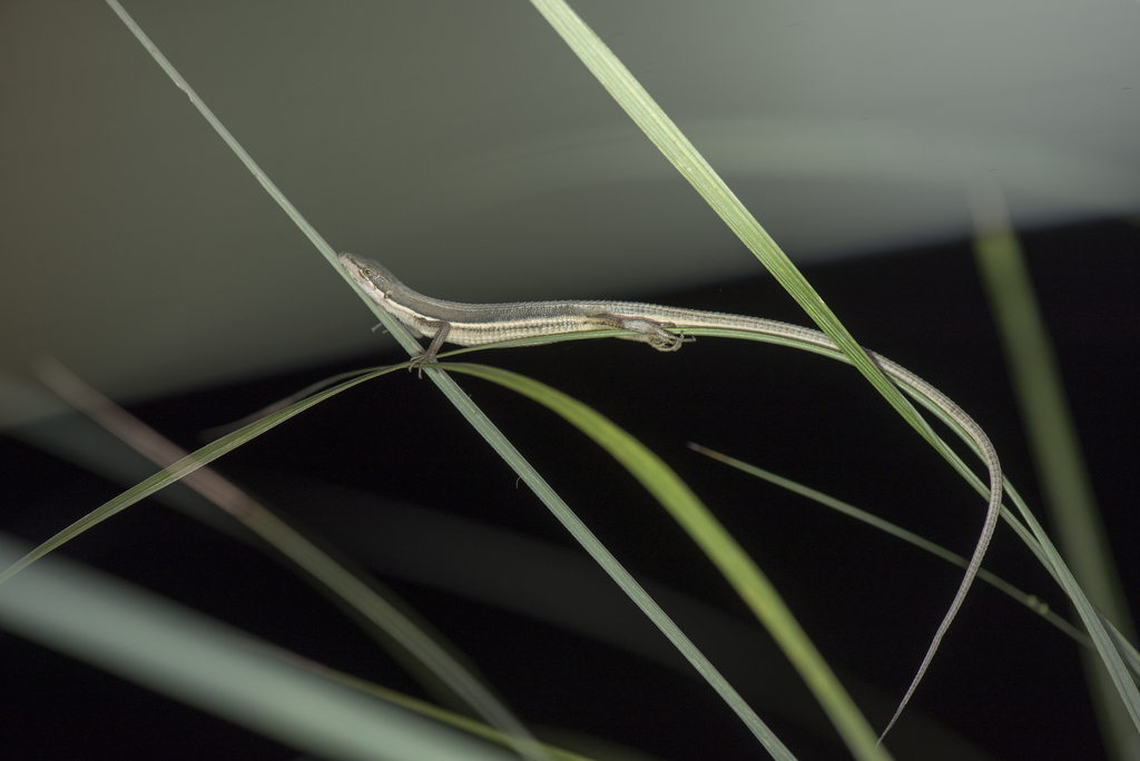 Formosa Grass Lizard