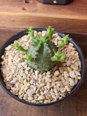 Euphorbia pseudoglobosa