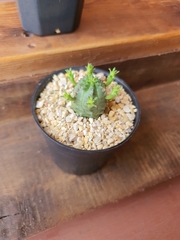 Euphorbia pseudoglobosa