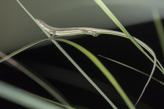 Takydromus formosanus