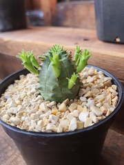 Euphorbia pseudoglobosa