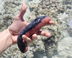 Holothuria edulis