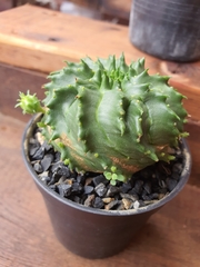 Euphorbia pulvinata
