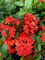 Ixora
