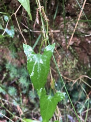 Calystegia marginata
