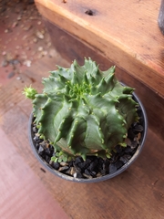 Euphorbia pulvinata