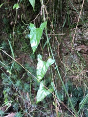 Calystegia marginata