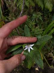 Scaevola gaudichaudiana