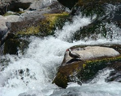 Merganetta armata armata