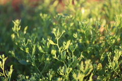 Goodenia grandiflora