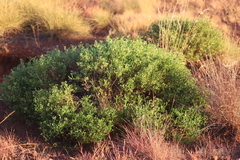 Goodenia grandiflora