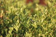 Goodenia grandiflora