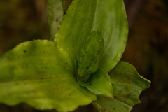 Anoectochilus sandvicensis