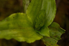 Anoectochilus sandvicensis