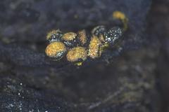 Physarum contextum