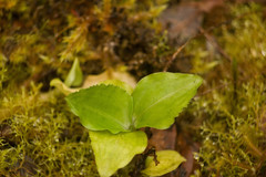 Anoectochilus sandvicensis