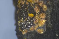 Physarum contextum