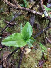 Anoectochilus sandvicensis