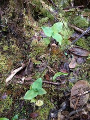 Anoectochilus sandvicensis