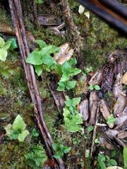 Anoectochilus sandvicensis