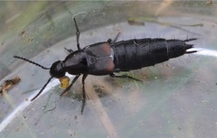 Philonthus coprophilus
