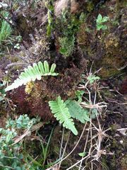 Polypodium pellucidum