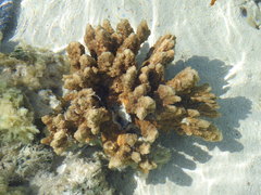 Isopora palifera