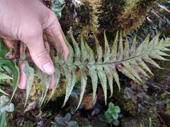 Asplenium contiguum