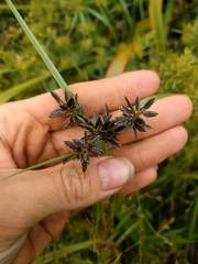 Cyperus sanguinolentus