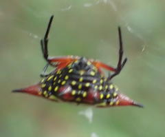Gasteracantha sanguinolenta