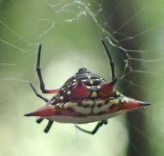 Gasteracantha sanguinolenta