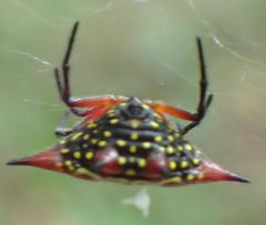 Gasteracantha sanguinolenta
