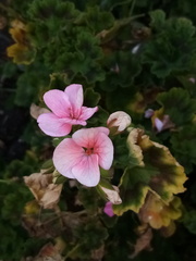 Pelargonium