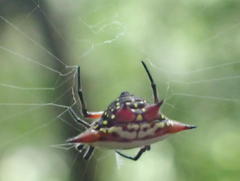 Gasteracantha sanguinolenta