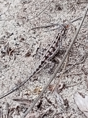 Ctenophorus adelaidensis