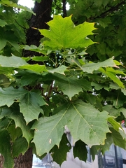 Acer platanoides