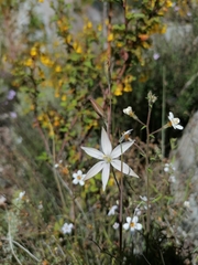 Gladiolus stellatus